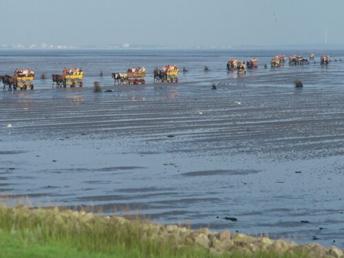 In Neuwerk kommen Kutschen über das Wattenmeer.