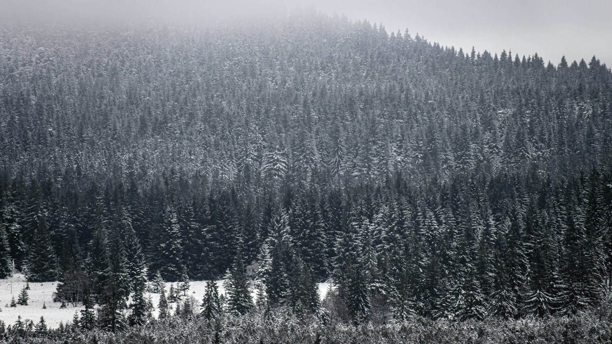 Tannenwald im Winter