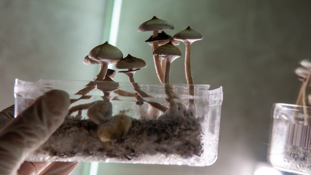 Magic Mushrooms